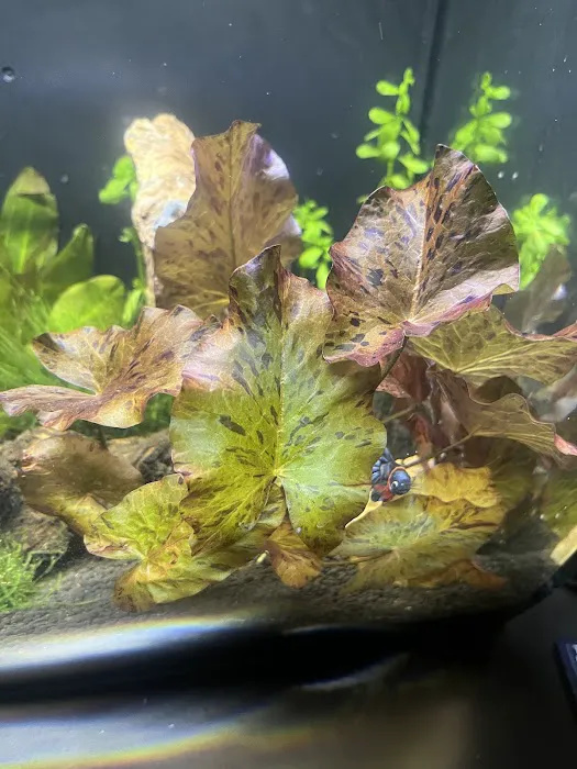 10 Gallon Fish Tanks Picture 1