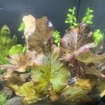 10 Gallon Fish Tanks