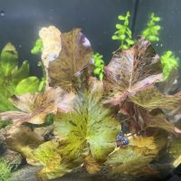 10 Gallon Fish Tanks ico