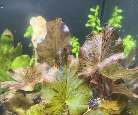 10 Gallon Fish Tanks
