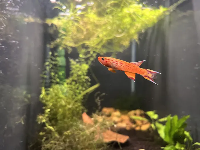 10 Gallon Fish Tanks Picture 3