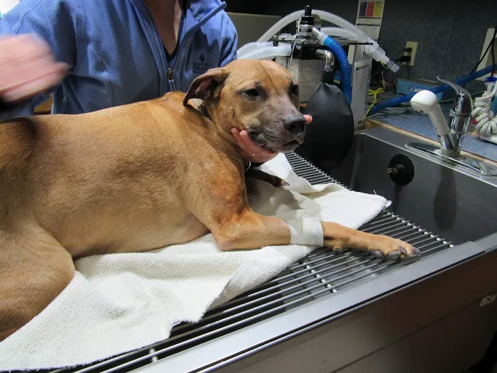 Pleasant Valley Veterinary Care Picture 2