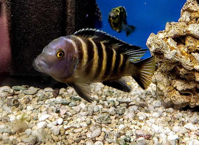 Rockfish Picture 6