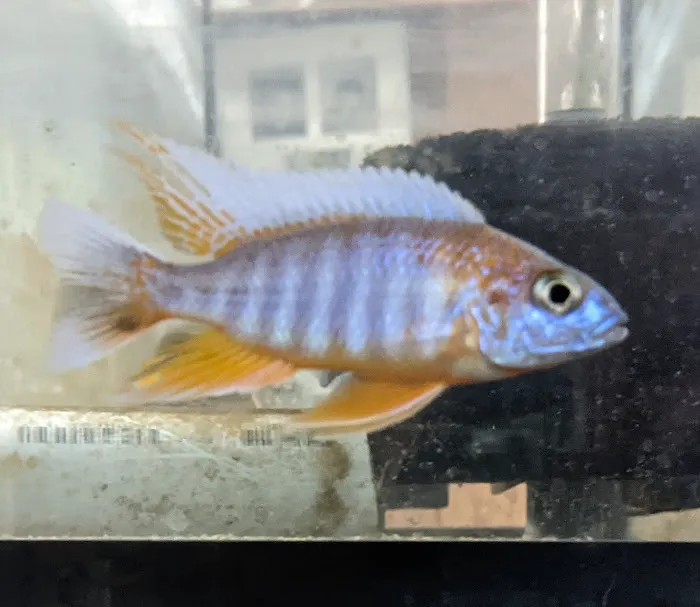 Rockfish Picture 3