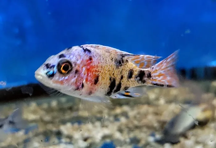 Rockfish Picture 10