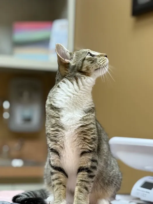 VCA Fairmount Animal Hospital Picture 3
