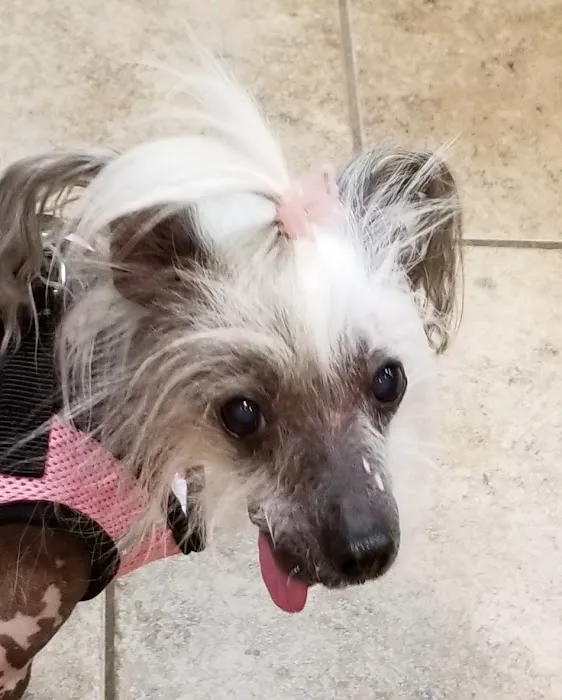 VCA Fairmount Animal Hospital Picture 8