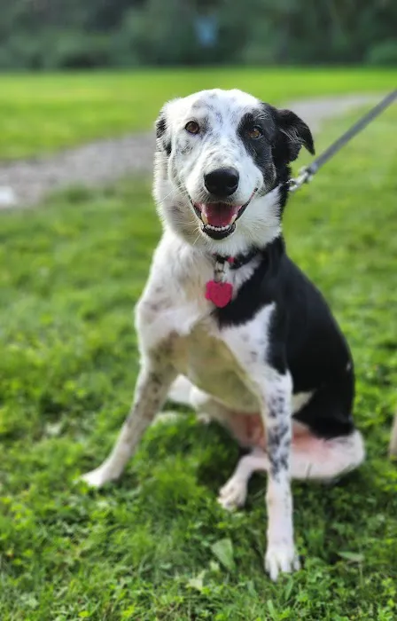 VCA Fairmount Animal Hospital Picture 7
