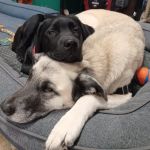VCA Fairmount Animal Hospital