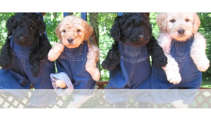 Labradoodles and Labs Picture 9