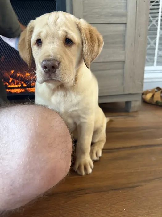 Labradoodles and Labs Picture 6