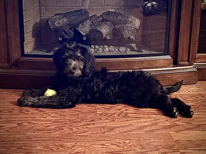 Labradoodles and Labs Picture 8
