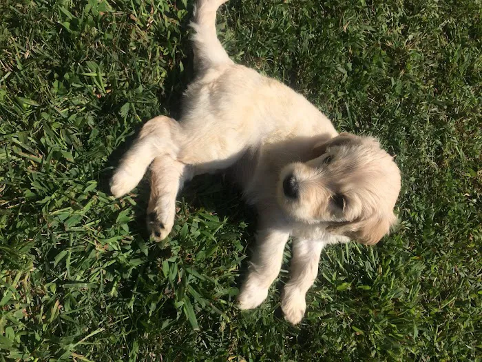 Labradoodles and Labs Picture 1