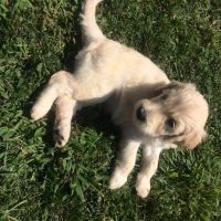 Labradoodles and Labs ico