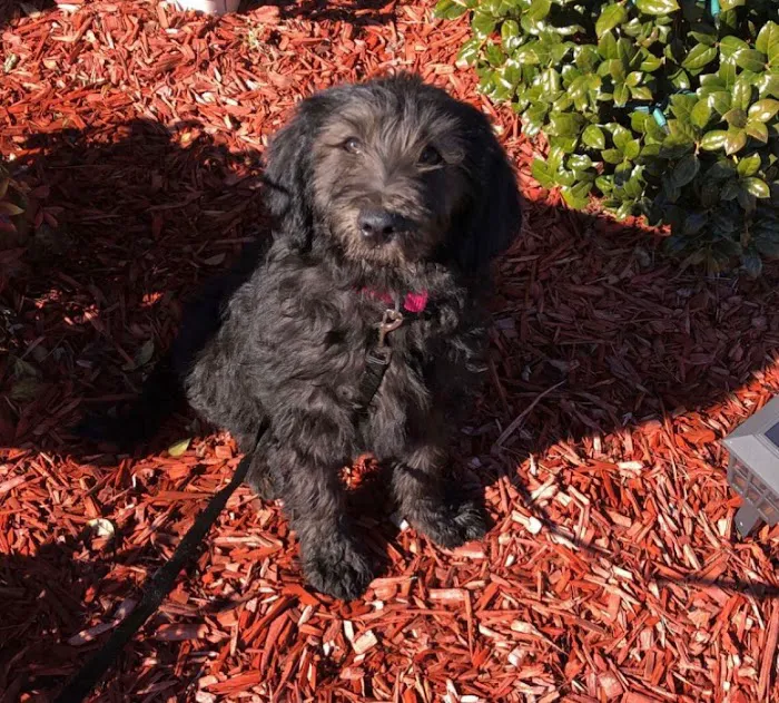 Labradoodles and Labs Picture 7