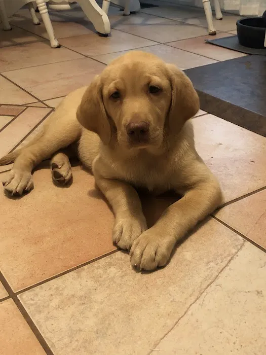 Labradoodles and Labs Picture 3