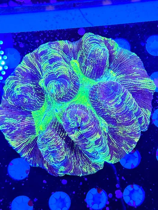 Danny Deez Corals LLC Picture 9