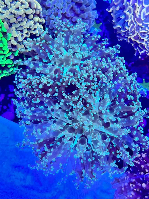 Danny Deez Corals LLC Picture 10