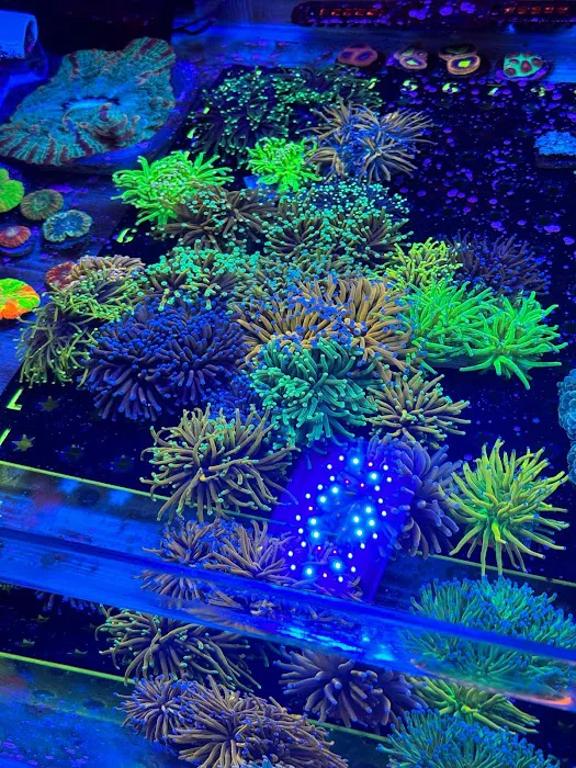 Danny Deez Corals LLC Picture 3