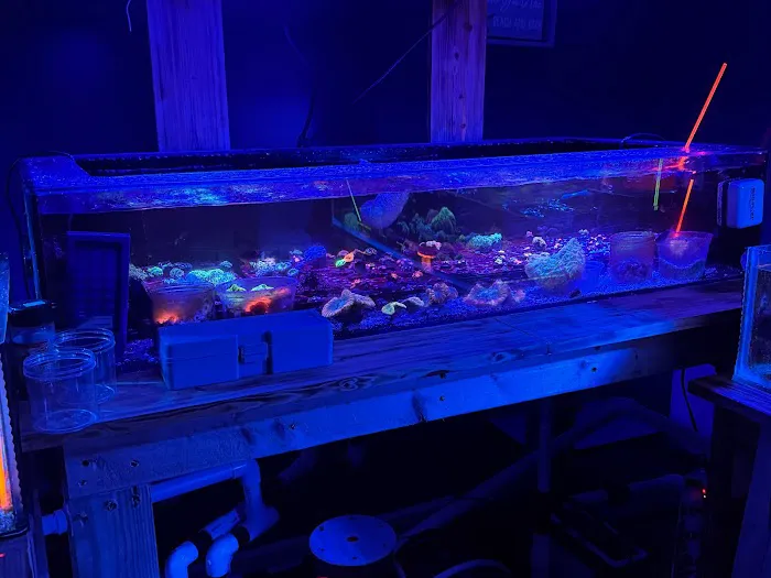 Danny Deez Corals LLC Picture 1