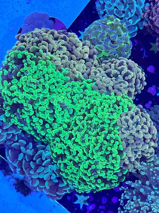 Danny Deez Corals LLC Picture 2