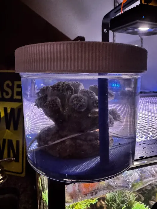 Danny Deez Corals LLC Picture 5