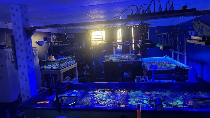 Danny Deez Corals LLC Picture 8