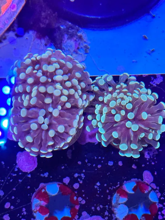 Danny Deez Corals LLC Picture 6