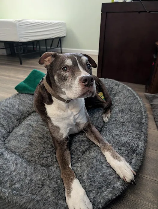 Fairmount Animal Hospital: Behrens Losito Suzanne DVM Picture 3