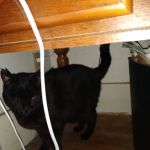 Fairmount Animal Hospital: Behrens Losito Suzanne DVM