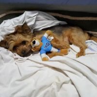 Petco ico