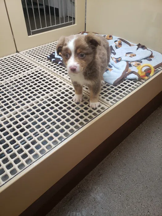Petland Murfreesboro Picture 10