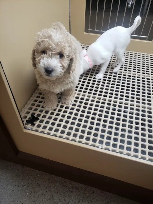 Petland Murfreesboro Picture 4