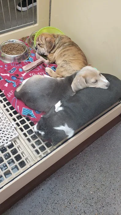Petland Murfreesboro Picture 3