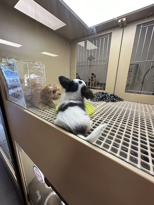 Petland Murfreesboro Picture 6