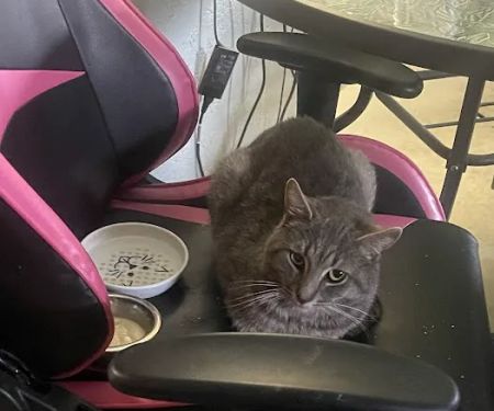 Finger Lakes Mobile Veterinary Services