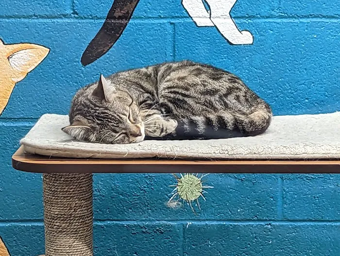 Animal City Pet Center Picture 8