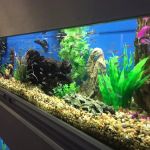Animal City Pet Center