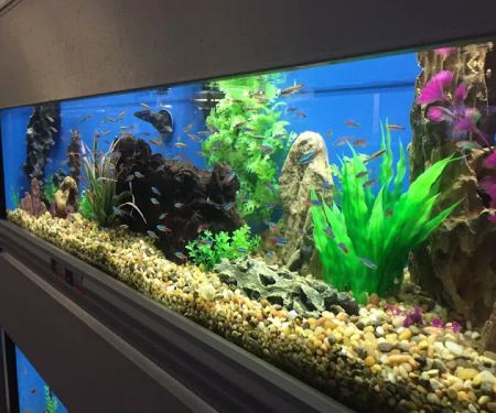 Animal City Pet Center