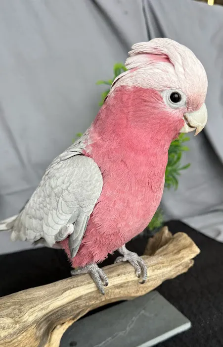Animal City Pet Center Picture 5