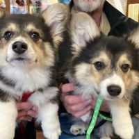 Phelps Veterinary Hospital ico