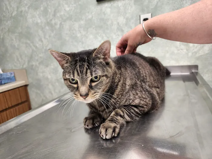 Phelps Veterinary Hospital Picture 2