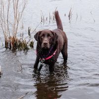 Canandaigua Veterinary Hospital ico
