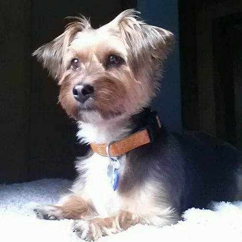 Canandaigua Veterinary Hospital Picture 4