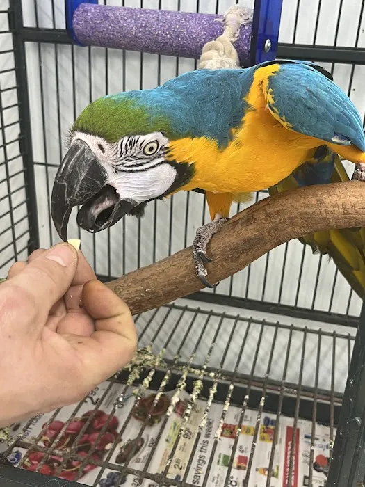 Adventure Birds of Bon Aqua Picture 6
