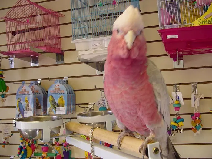 Adventure Birds of Bon Aqua Picture 10
