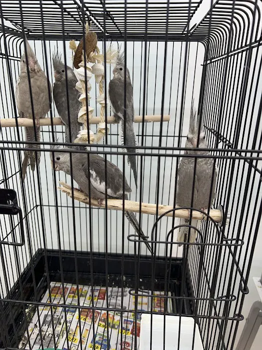 Adventure Birds of Bon Aqua Picture 1