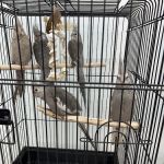 Adventure Birds of Bon Aqua