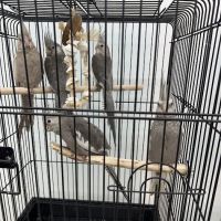 Adventure Birds of Bon Aqua ico