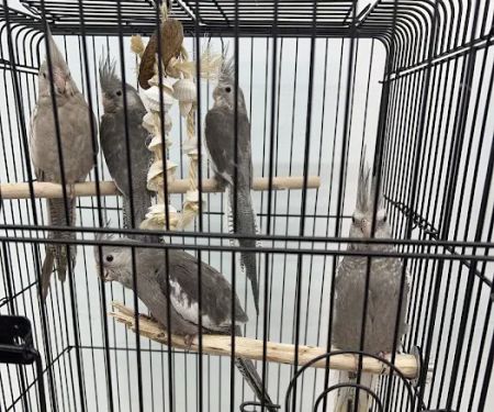 Adventure Birds of Bon Aqua